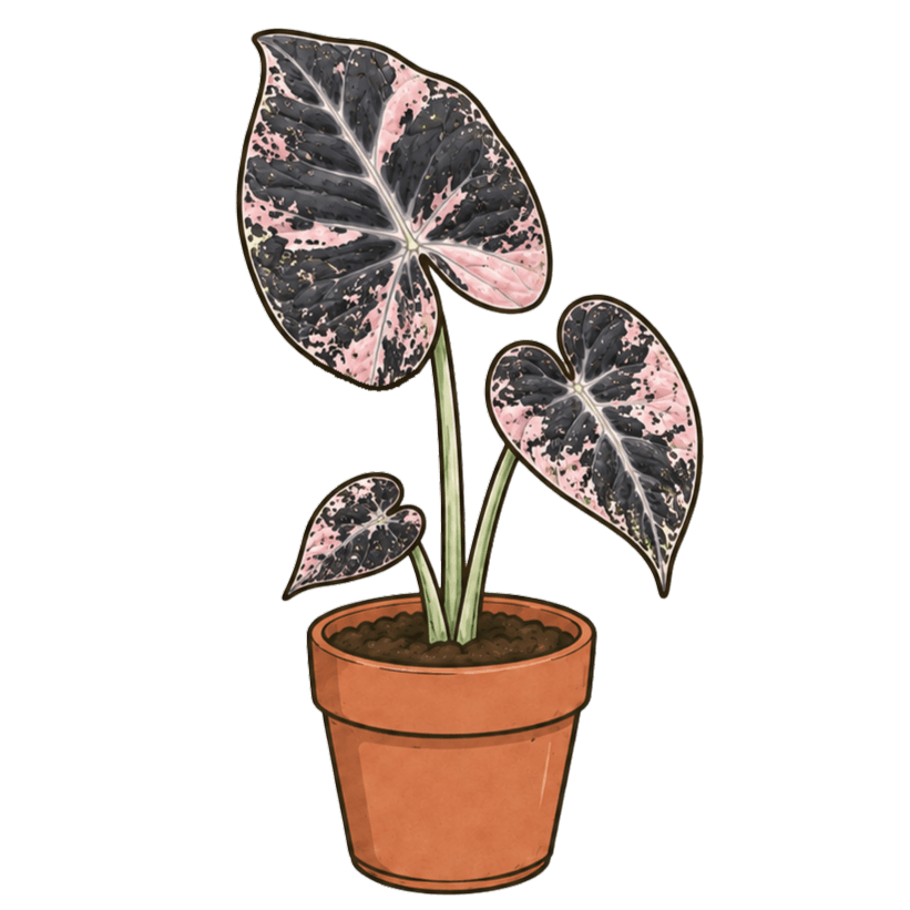 Alocasia reginula 'Black Velvet, Pink Variegated'