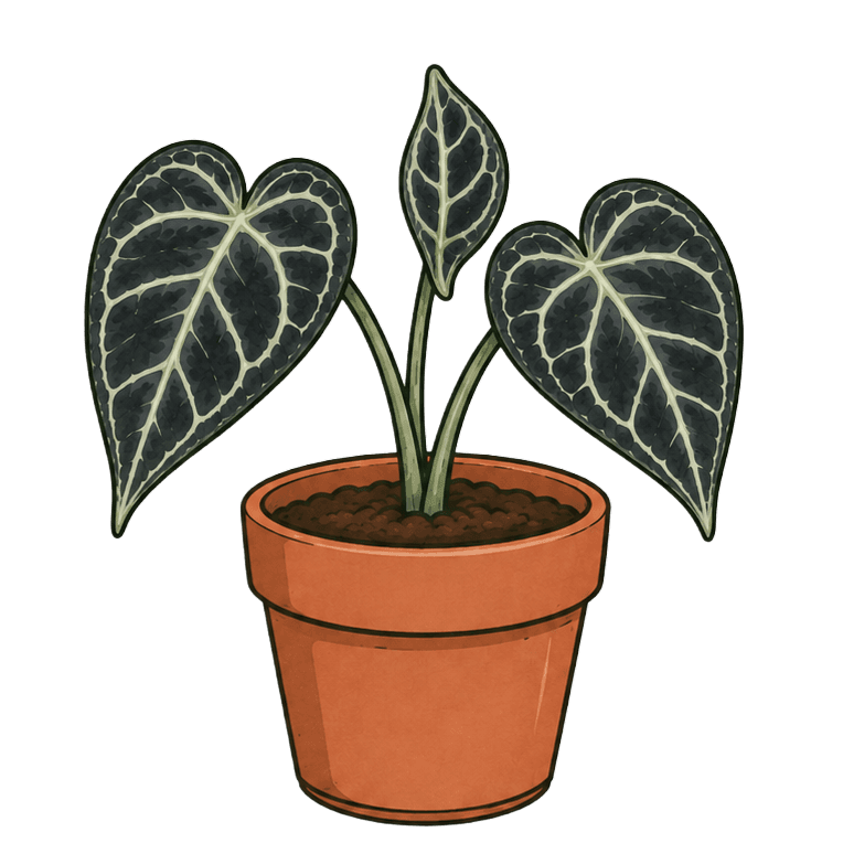 Anthurium clarinervium