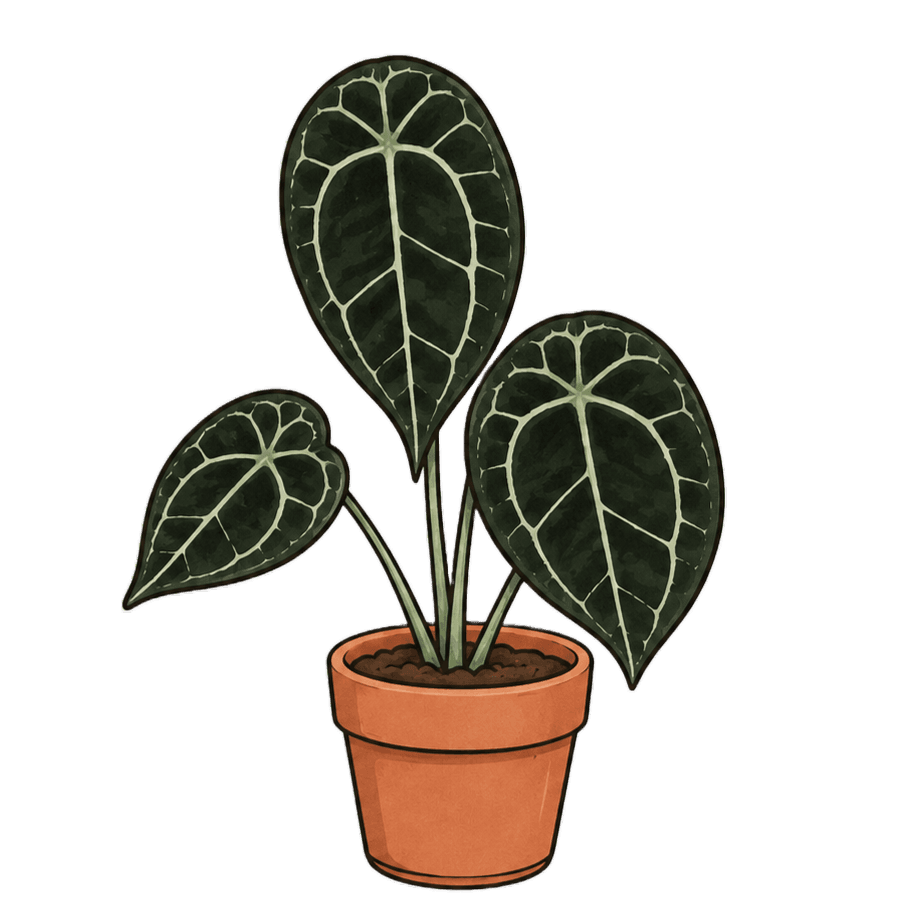 Anthurium forgetii