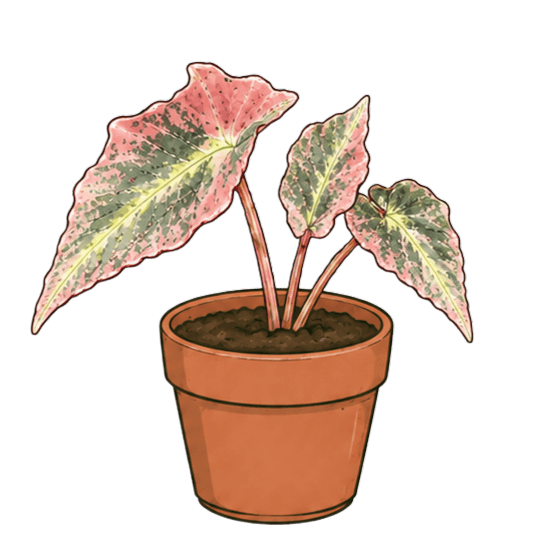 Begonia listada 'Pink Variegated'