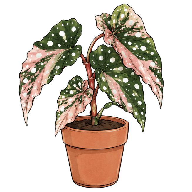 Begonia maculata 'Pink Variegated'