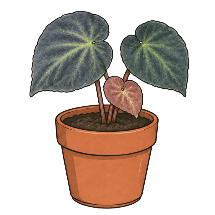 Begonia sp. Sarawak