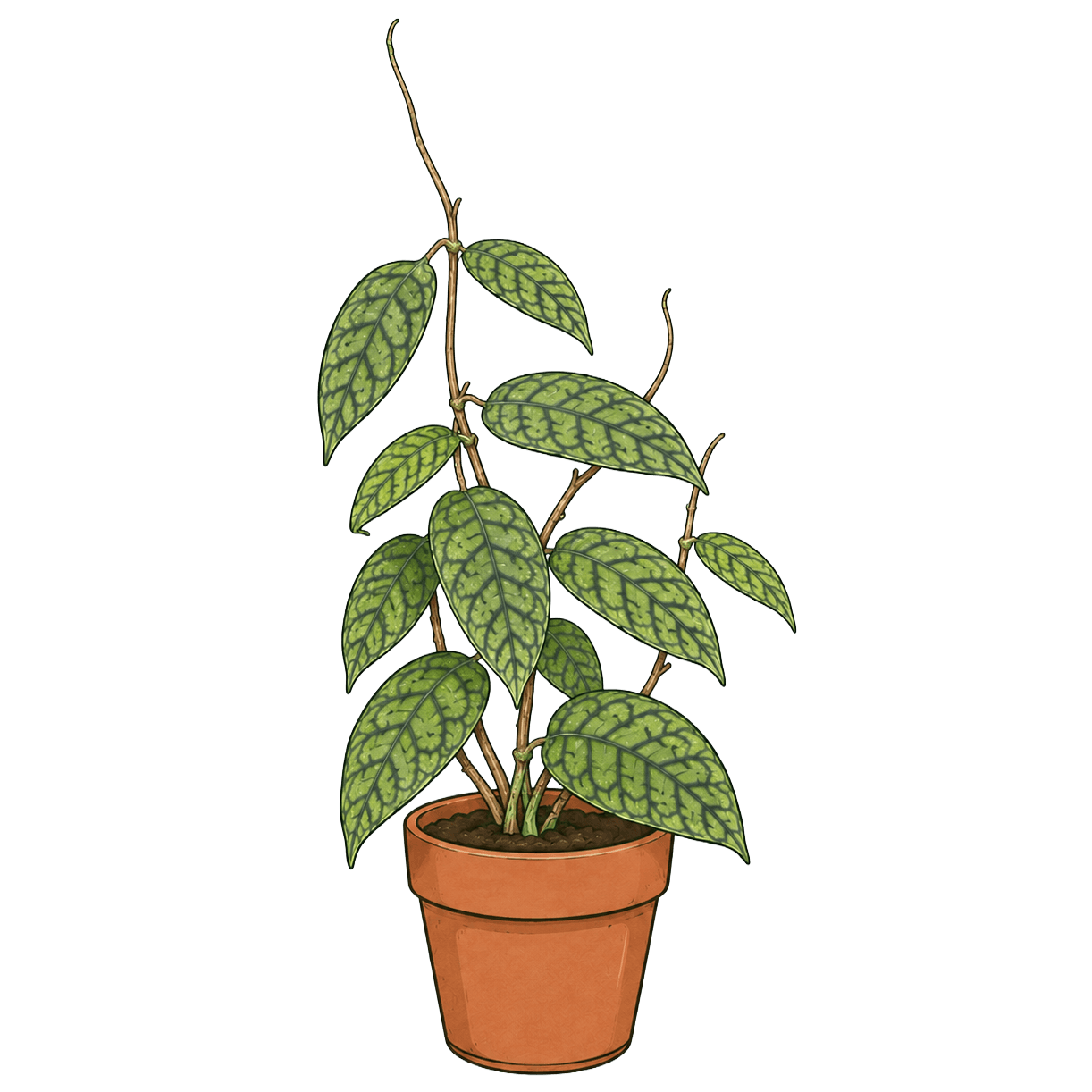 Hoya callistophylla