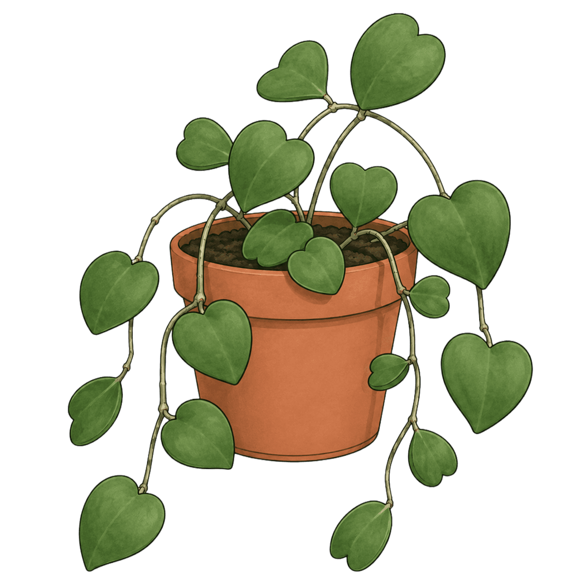 Hoya kerrii