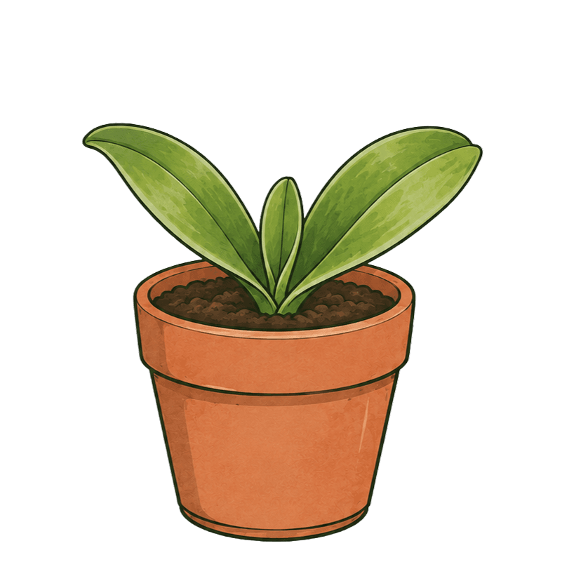 Phalaenopsis amabilis