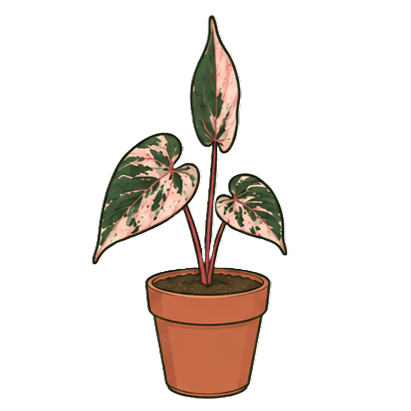 Anthurium papillilaminum 'Fort Sherman, Pink Variegated'