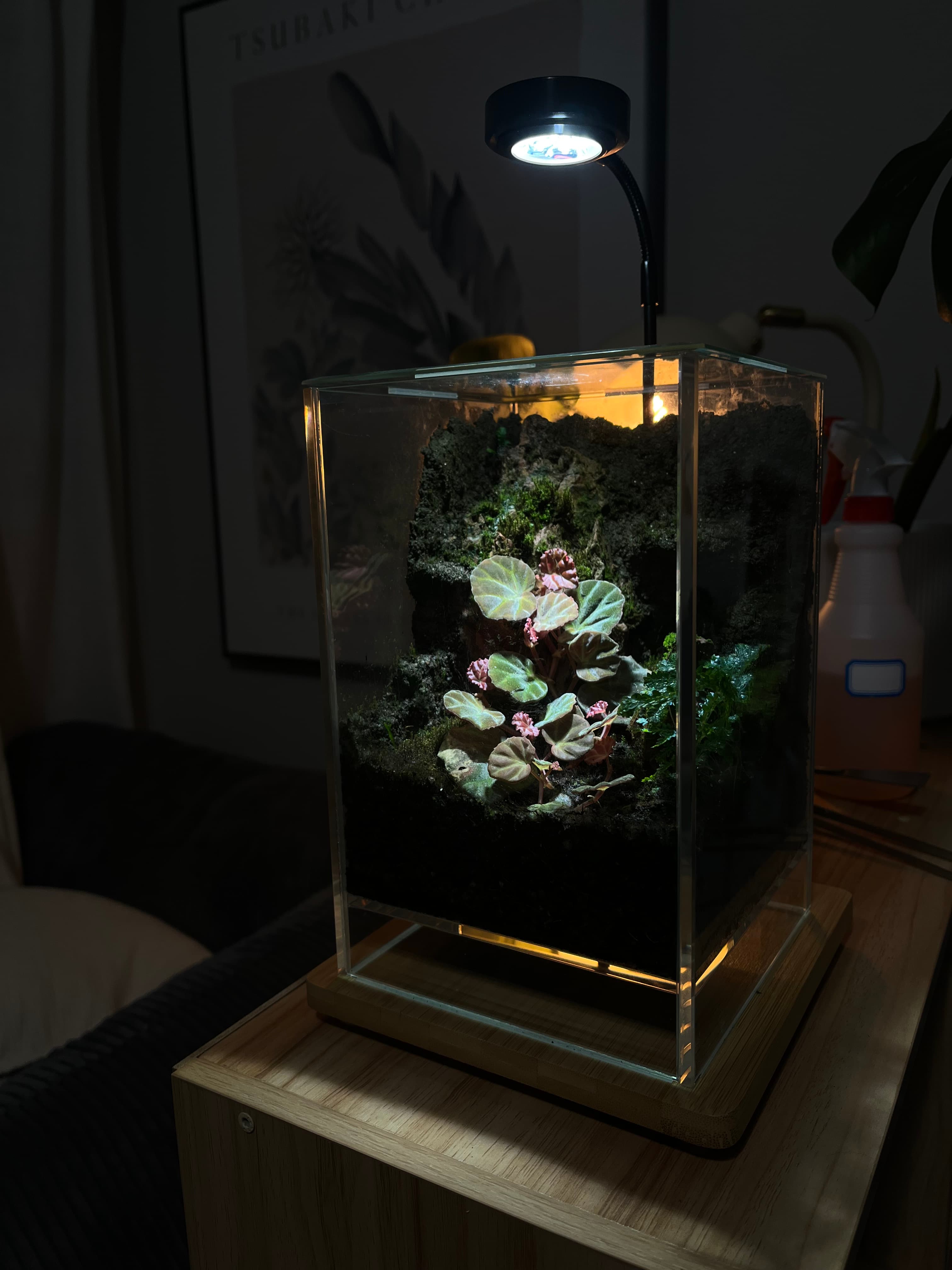 Begonia grown by Rosemary and Sage