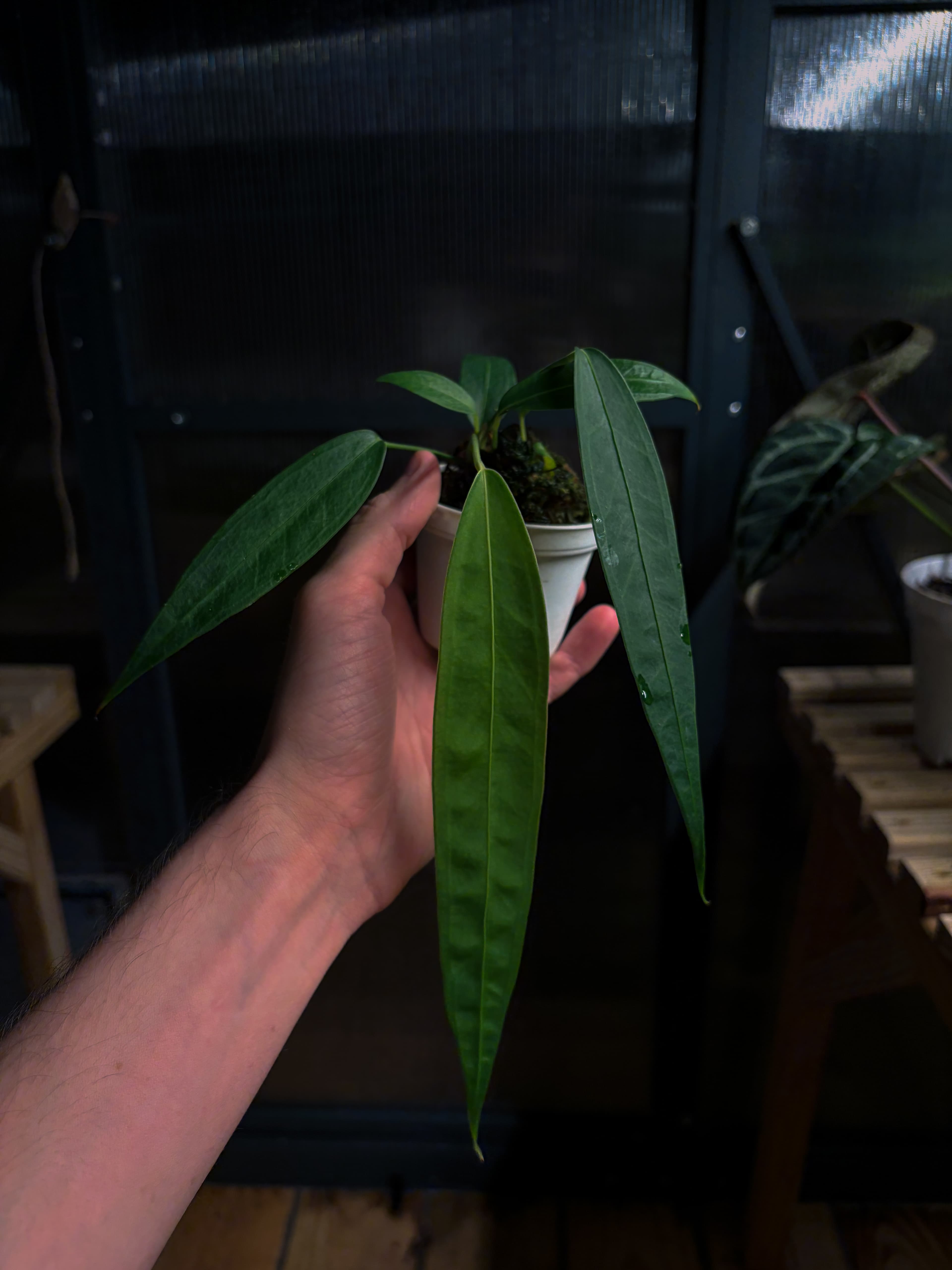 Anthurium grown by SlowStem